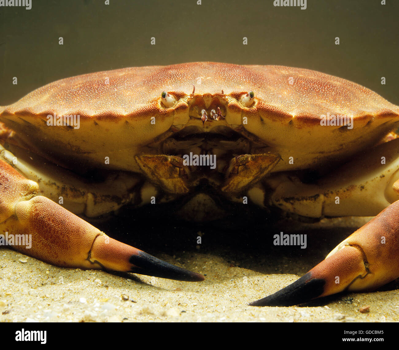 Edible Crab, cancer pagurus Stock Photo