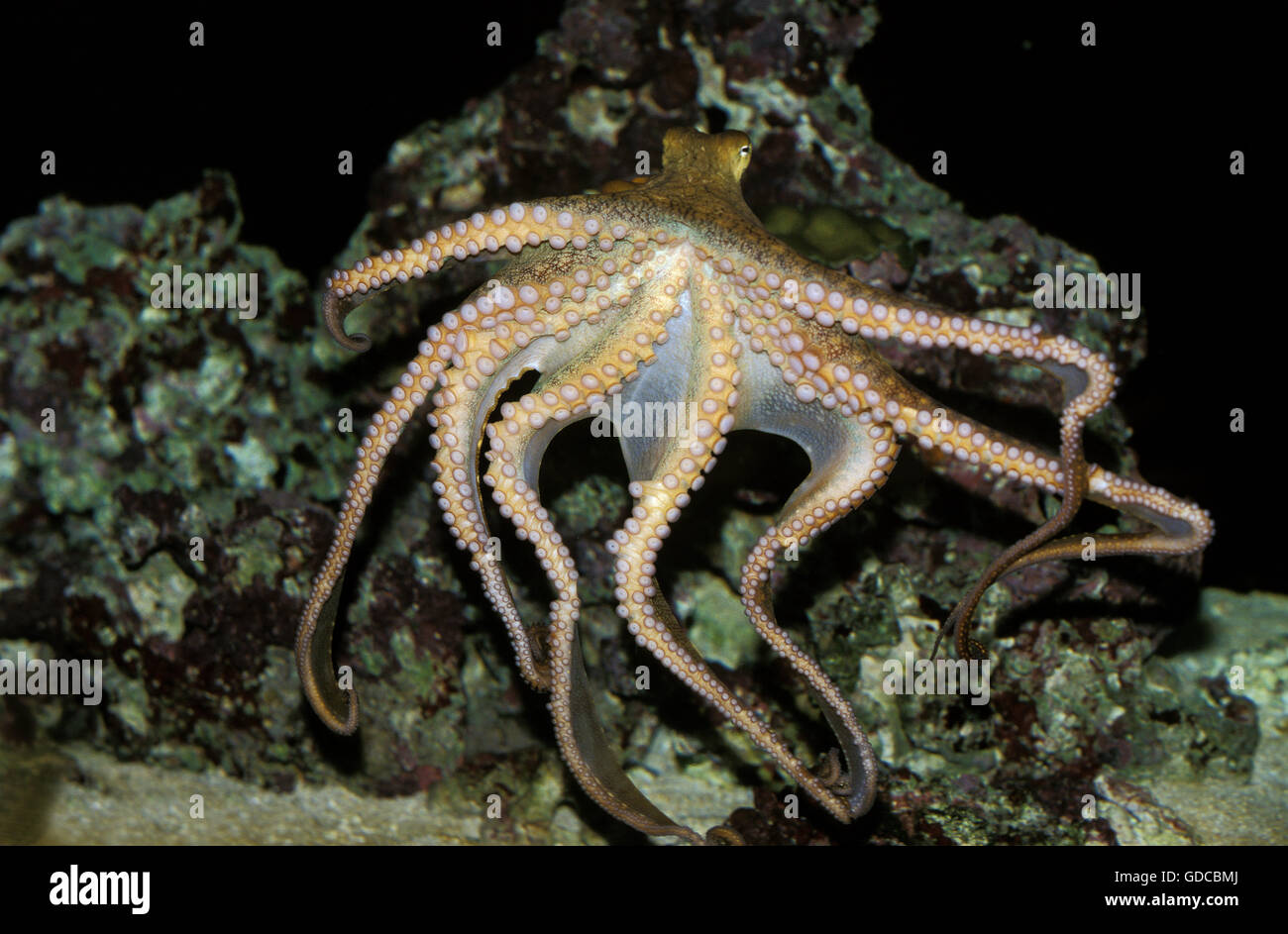 Octopus, octopus sp., Adult Swimming Showing Tentacles Stock Photo