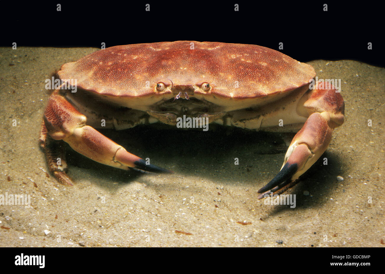 Edible Crab, cancer pagurus Stock Photo