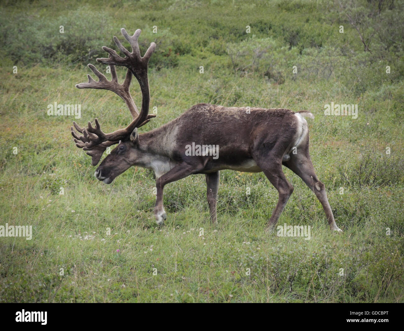 Bull Caribou (Rangifer tarandus) with antlers in the velvet that nourishes their growth until it is shed prior to the fall rut. Stock Photo