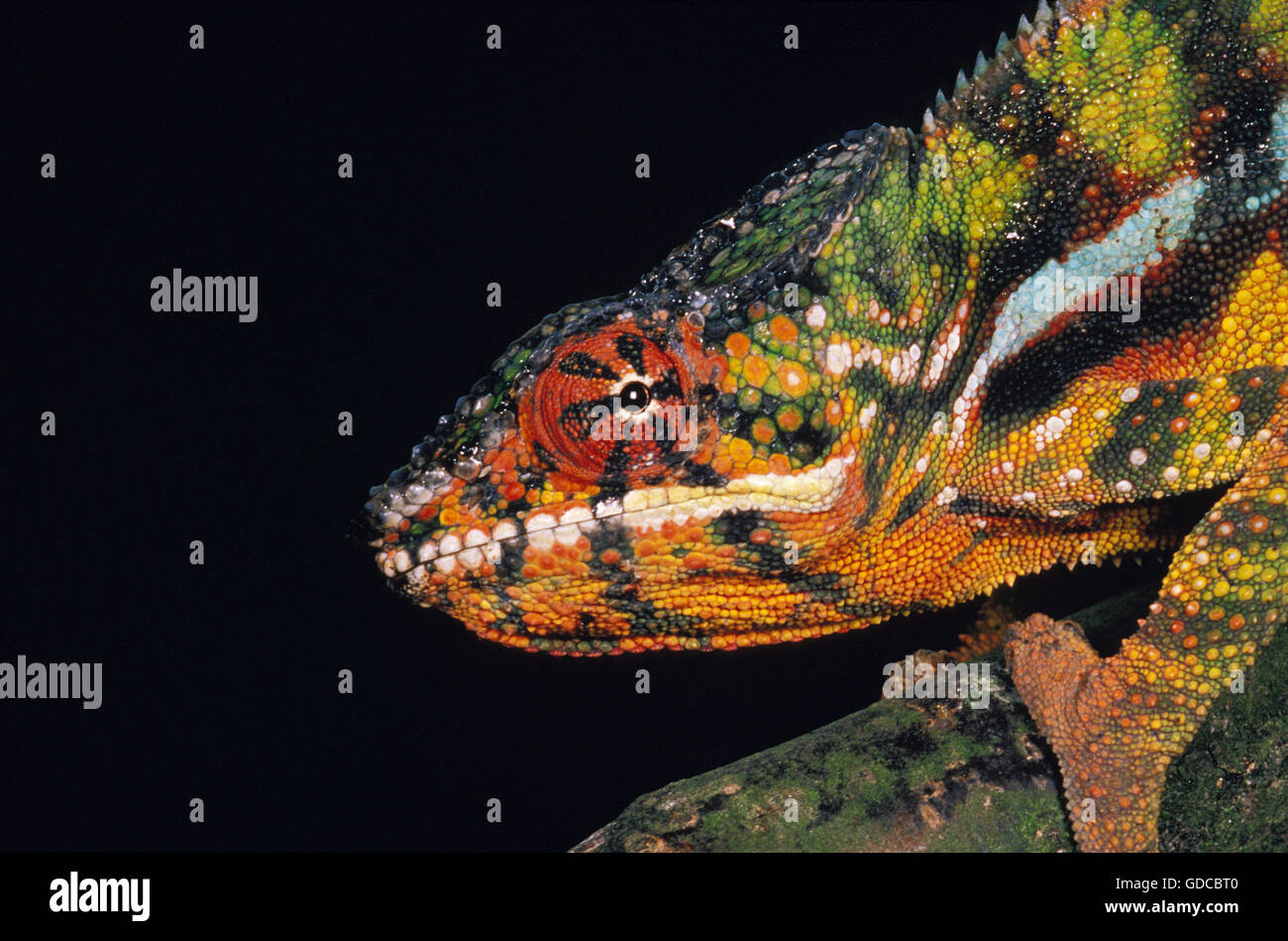 Jewelled Chameleon or Carpet Chameleon, furcifer lateralis, Portrait of Adult Stock Photo