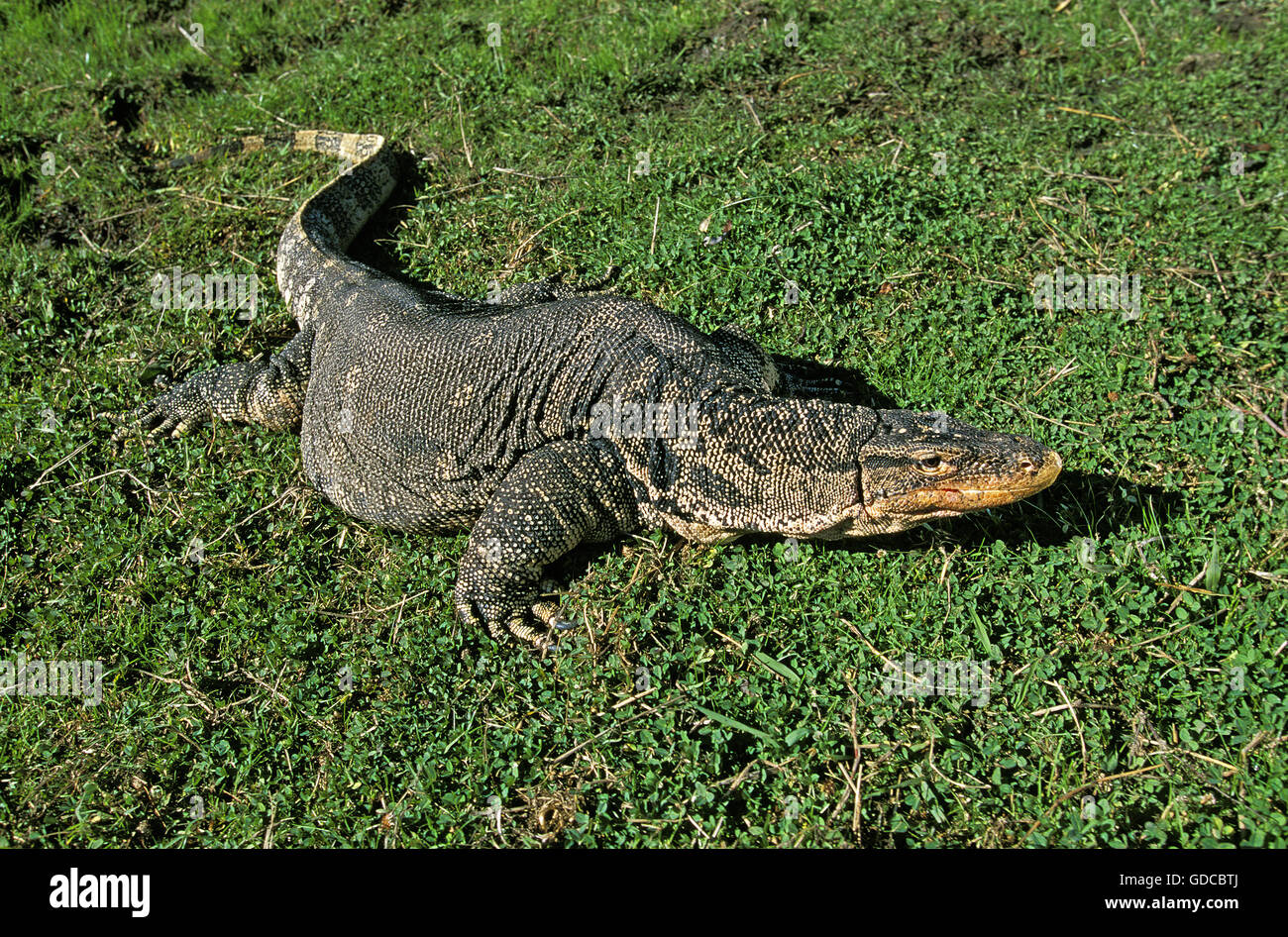 Water Monitor Lizard, varanus salvator, Adult on Grass Stock Photo
