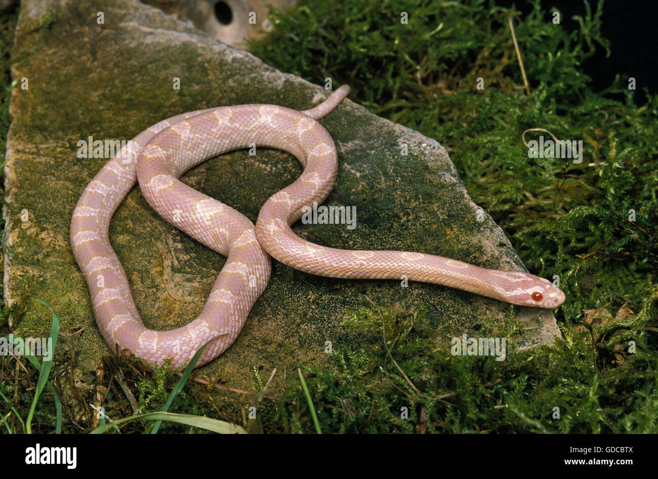 Corn Snake or Rat Snake, elaphe guttata, Albino Adult Stock Photo