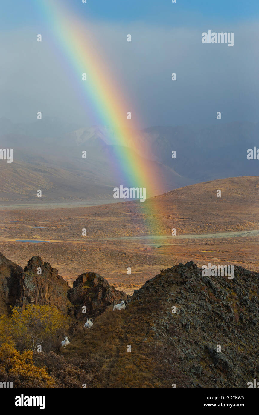 Dall Sheep Rams (Ovis Dalli) rest in an area of Denali Nanational Park near Polychrome Pass, a rainbow spans the valley below. Stock Photo