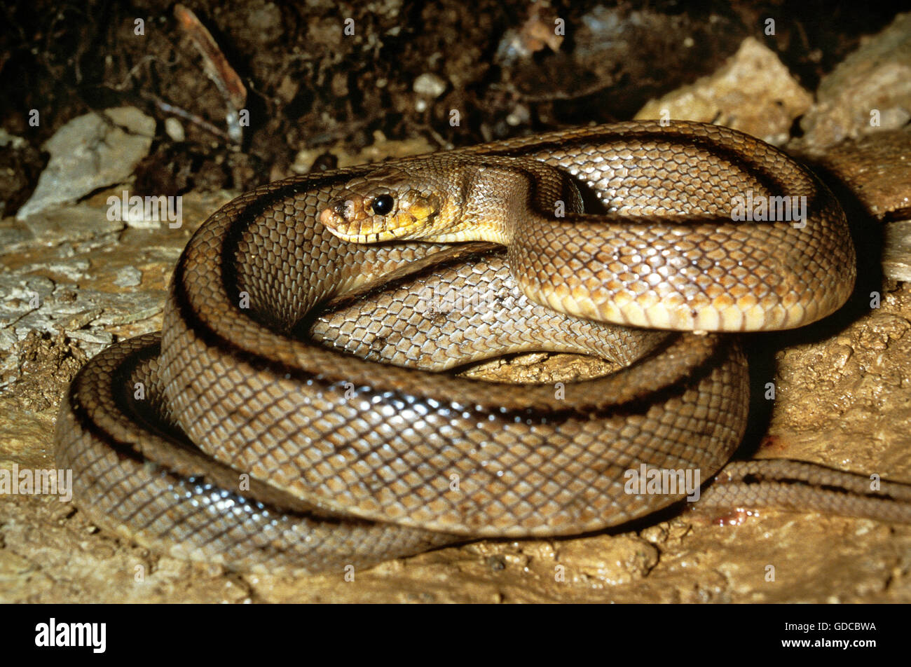 173 fotos de stock e banco de imagens de Snakes And Ladders - Getty Images