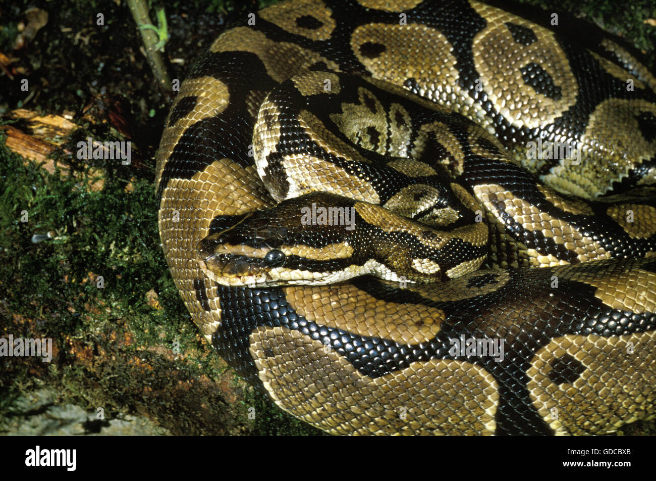 Royal Python, python regius, Adult Stock Photo