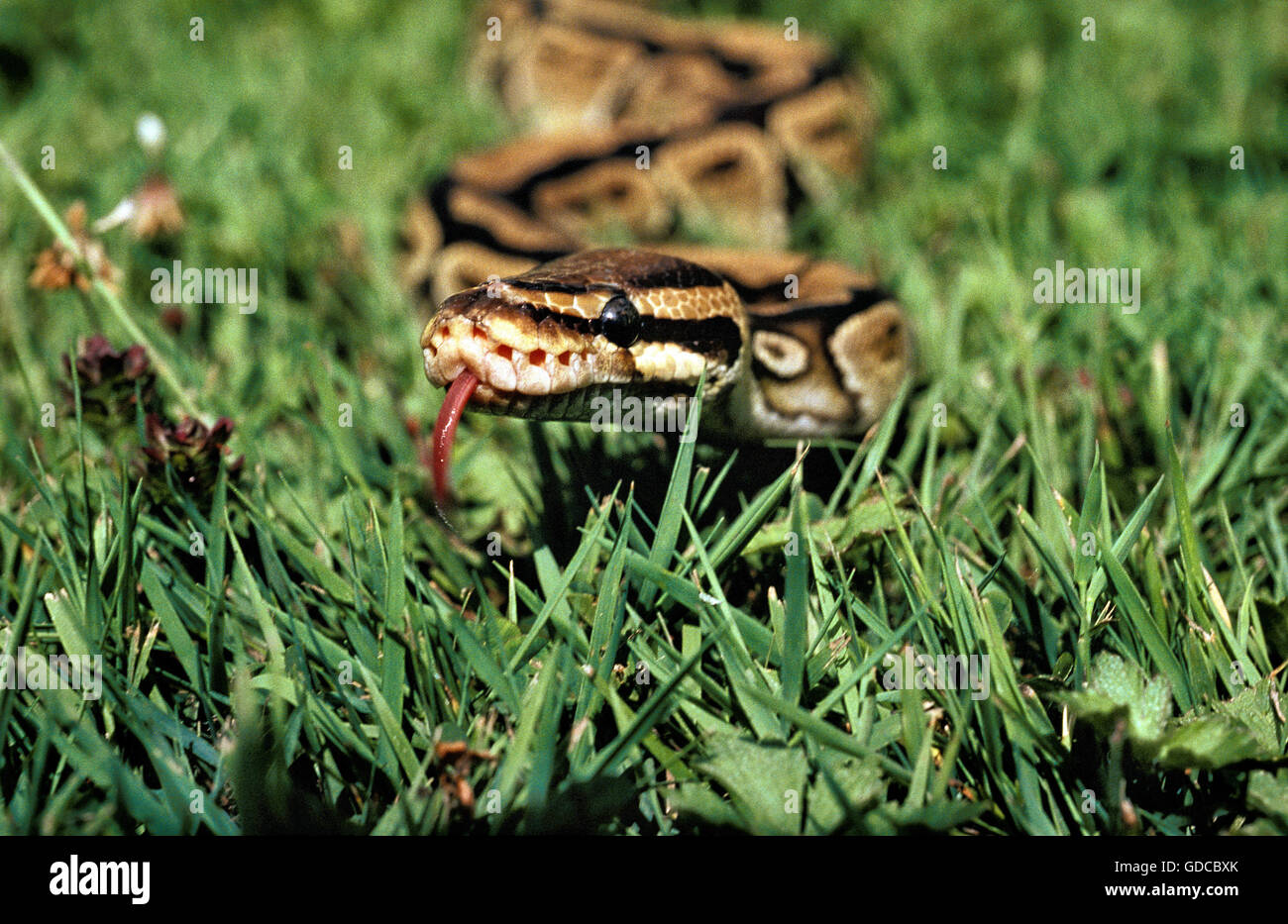Royal Python, python regius with Tongue out Stock Photo
