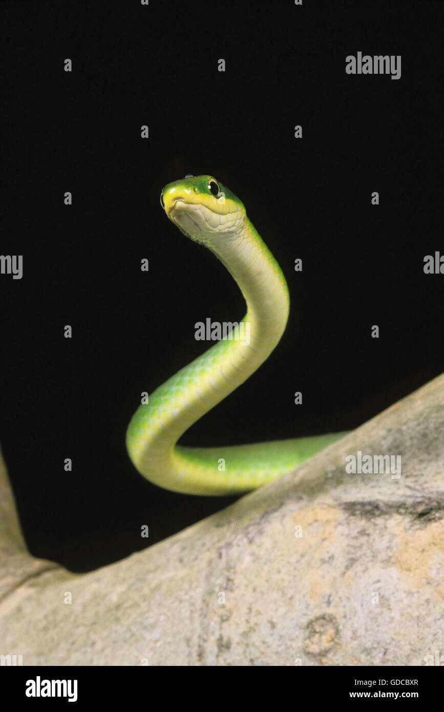 Green Snake, opheodrys major against Black Background Stock Photo