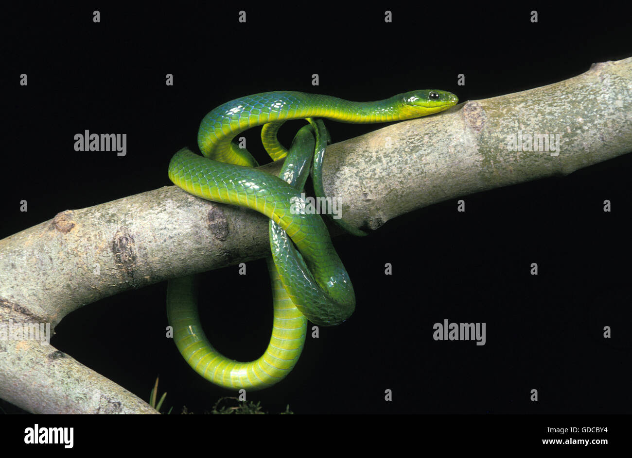Green Snake, opheodrys major, Adult on Branch against Black Background Stock Photo