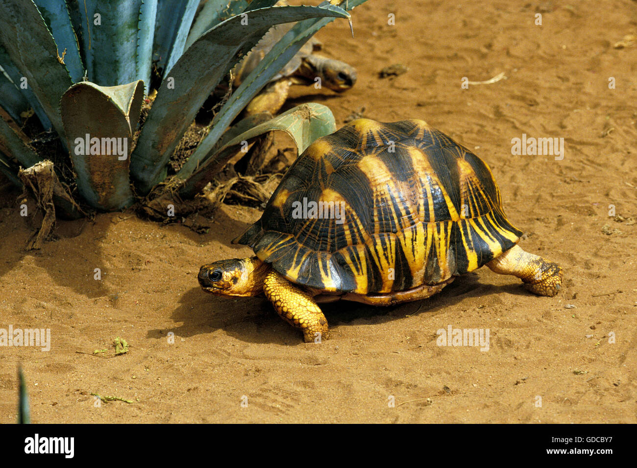 Madagascar Radiated Turtoise, geochelone radiata Stock Photo