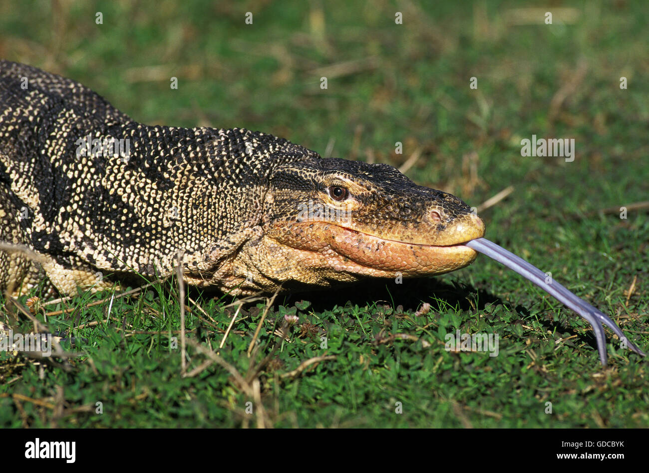 Water Monitor Lizard, varanus salvator, Portrait of Adult with Tongue out Stock Photo