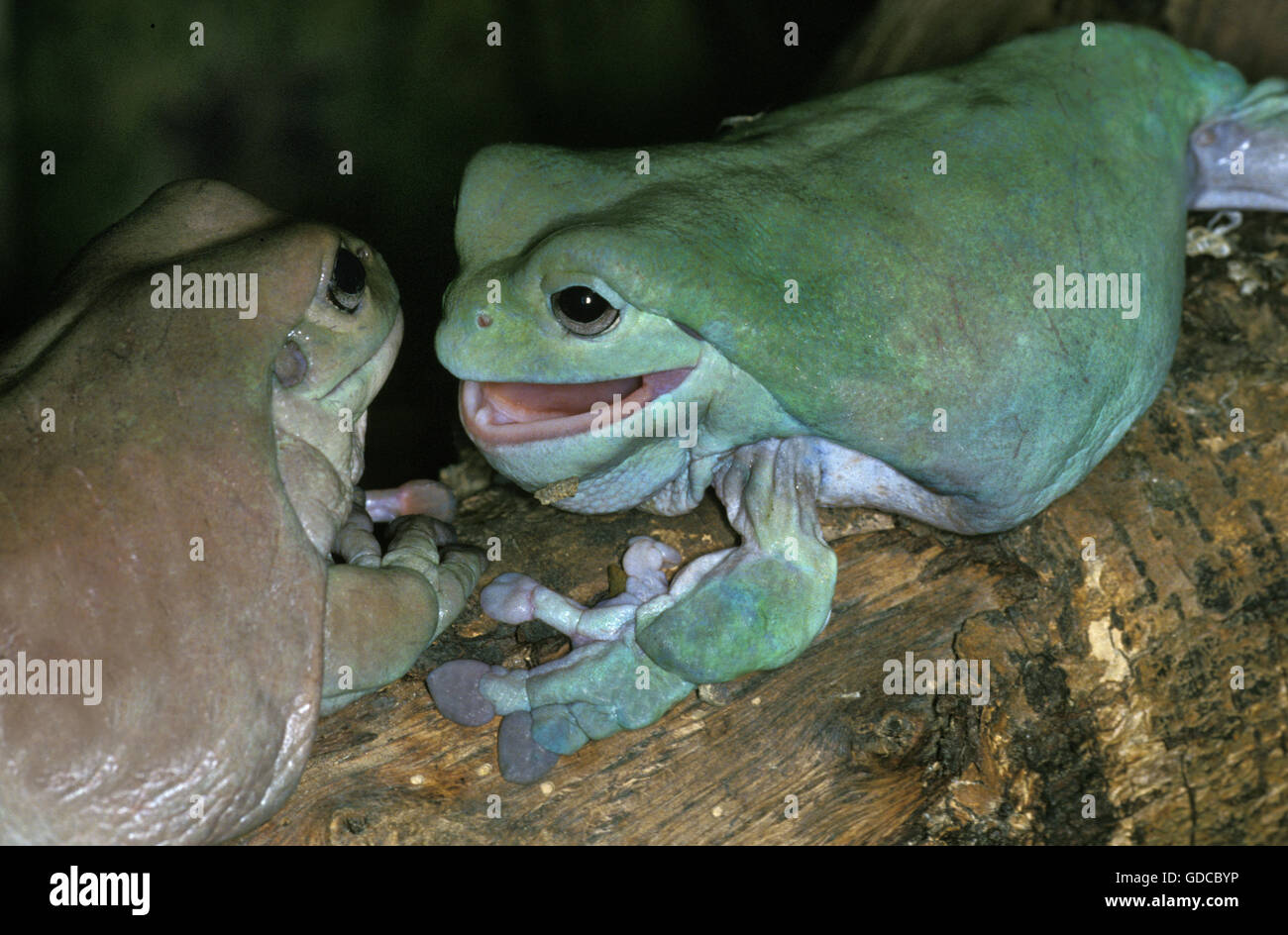 WHITE'S TREE FROG litoria caerulea, AUSTRALIA Stock Photo - Alamy