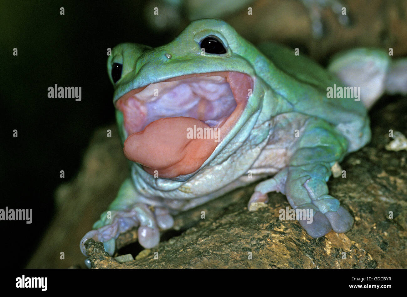 WHITE'S TREE FROG litoria caerulea, AUSTRALIA Stock Photo - Alamy