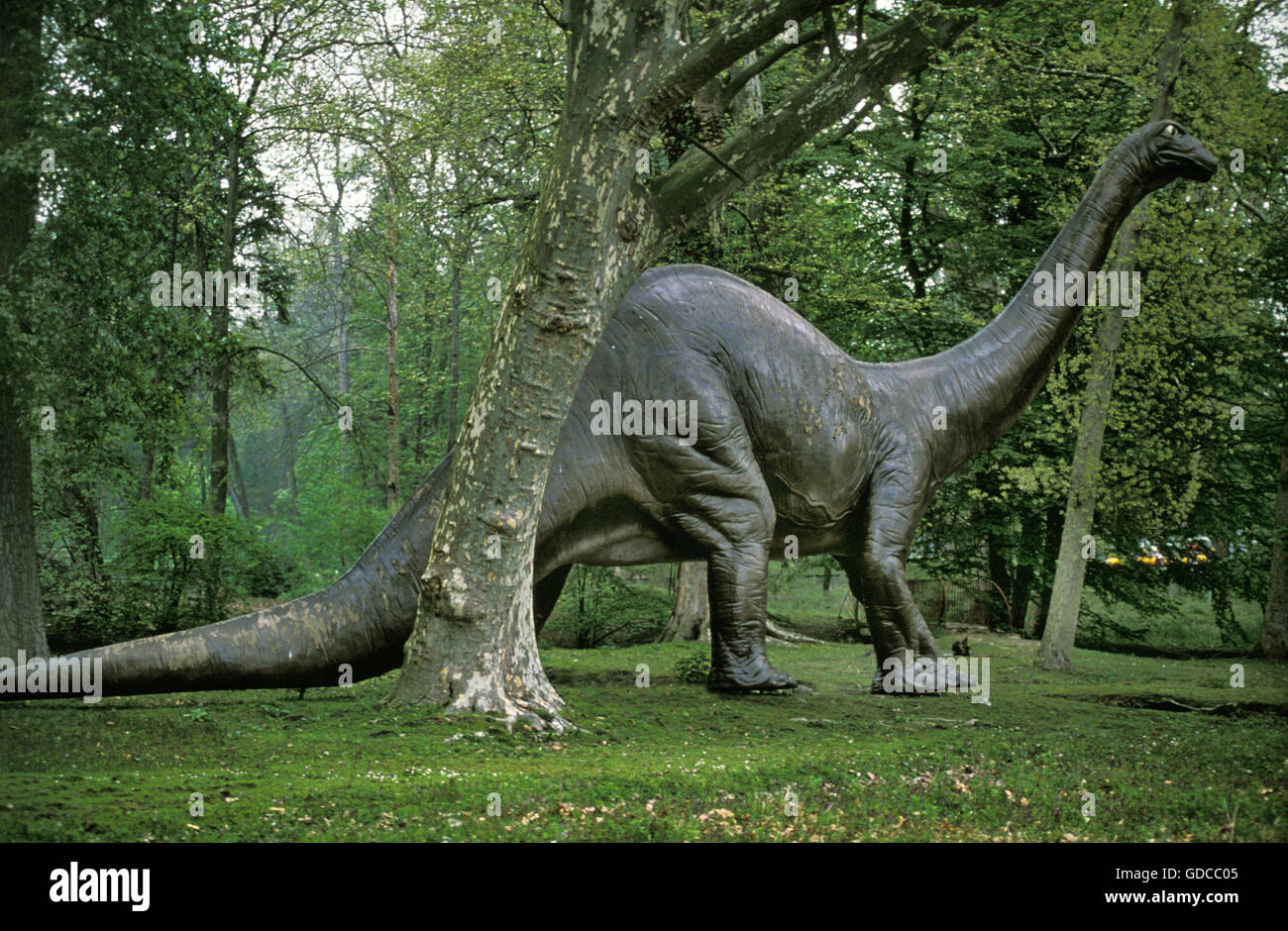 Diplodocus, Gigantic Herbivorous Sauropods from the Late Jurassic Period Stock Photo
