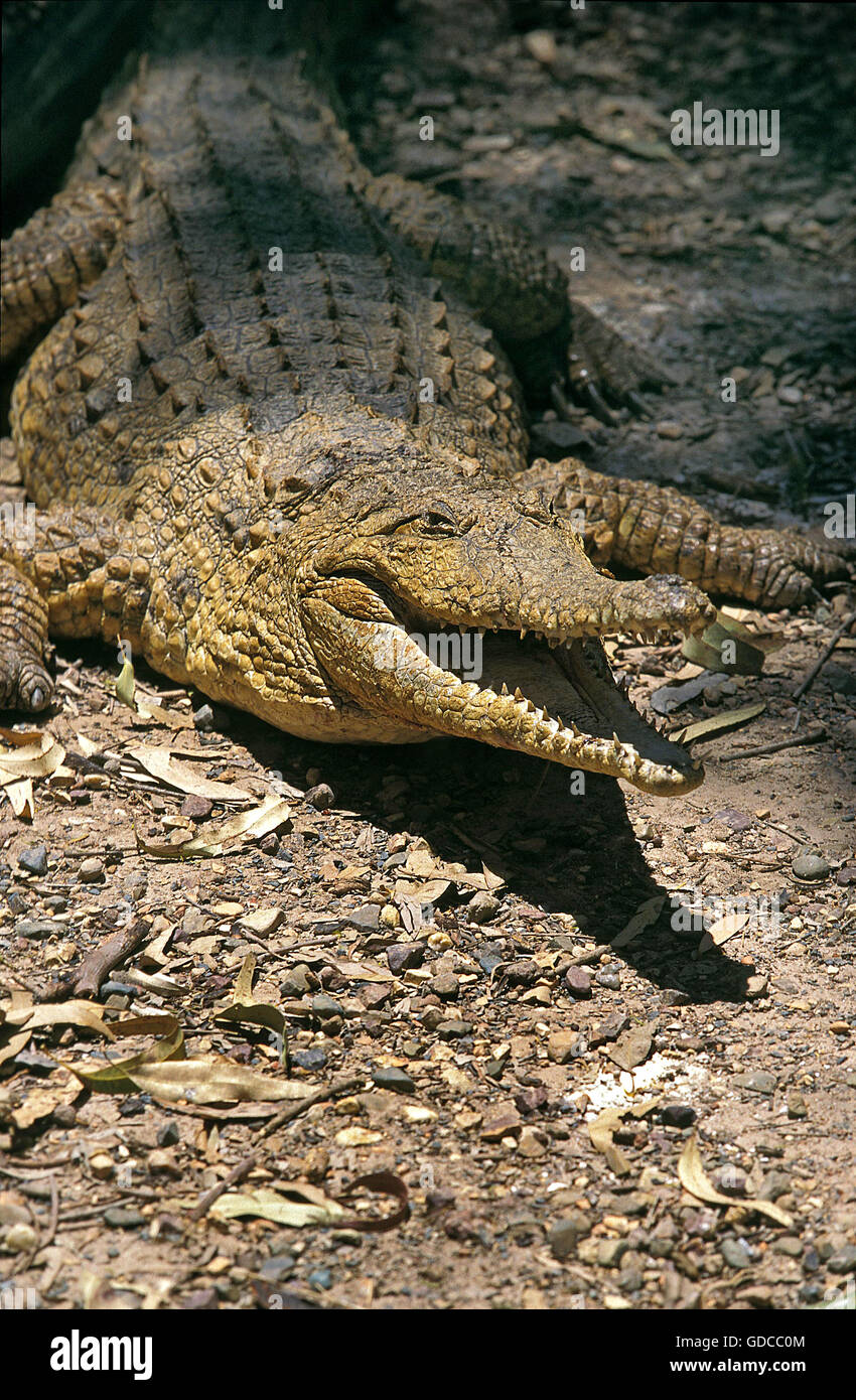 Australian Freshwater Crocodile crocodylus johnstoni, Adult Open Mouth, in Posture, Australia Stock Photo -