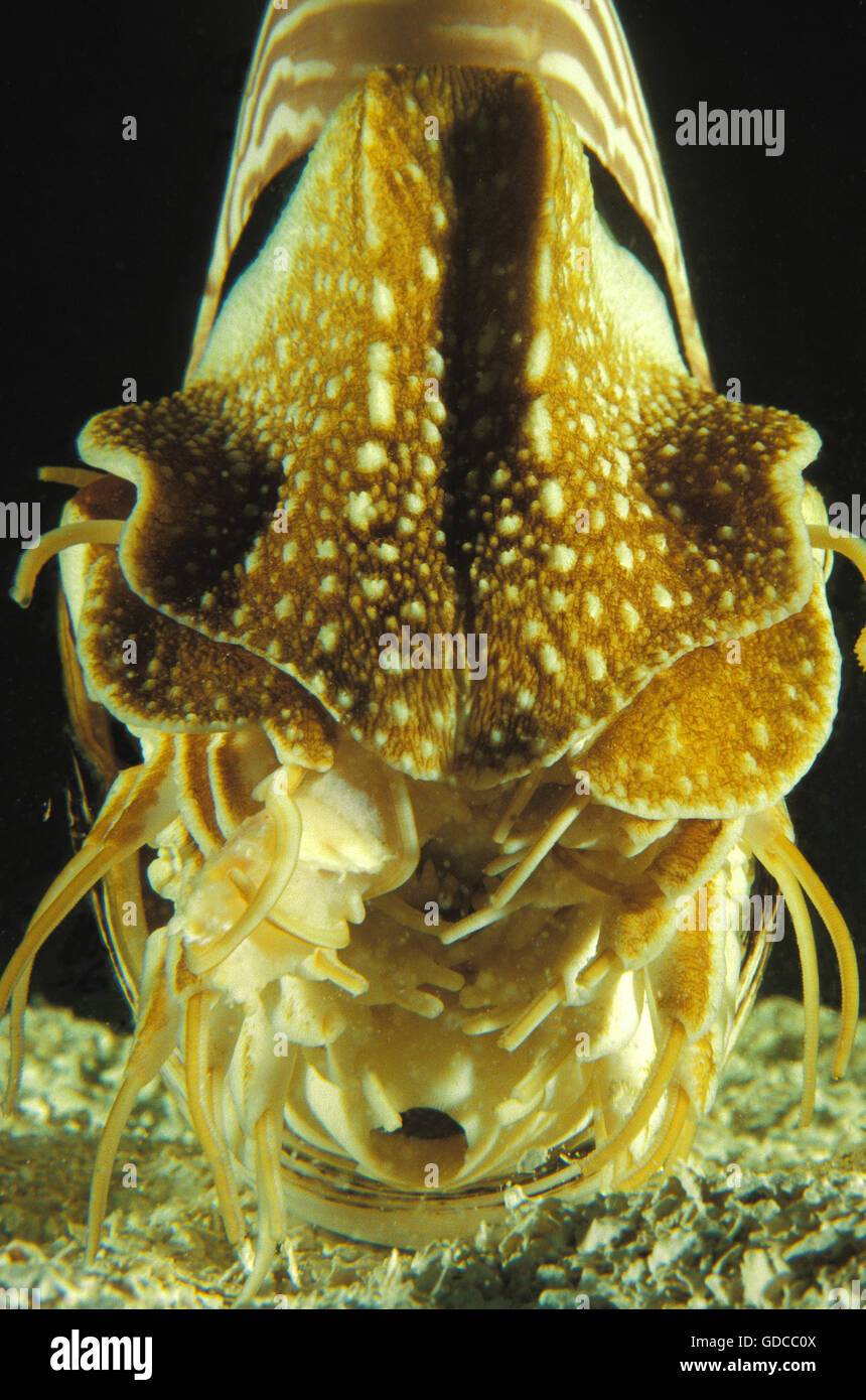 Nautilus, nautilus macromphalus Stock Photo