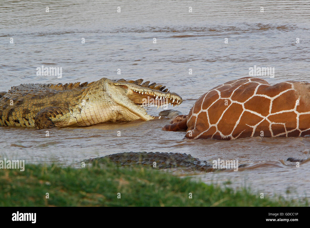 Nile Crocodile, crocodylus niloticus, Group on a Kill, a Reticulatd Giraffe drown in River, Samburu Park in Kenya Stock Photo