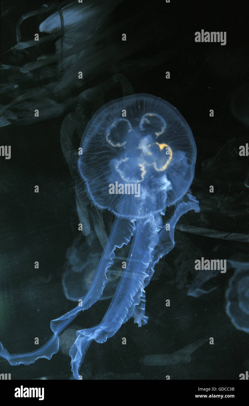 Common Jellyfish or Moon Jellyfish, urelia aurita Stock Photo