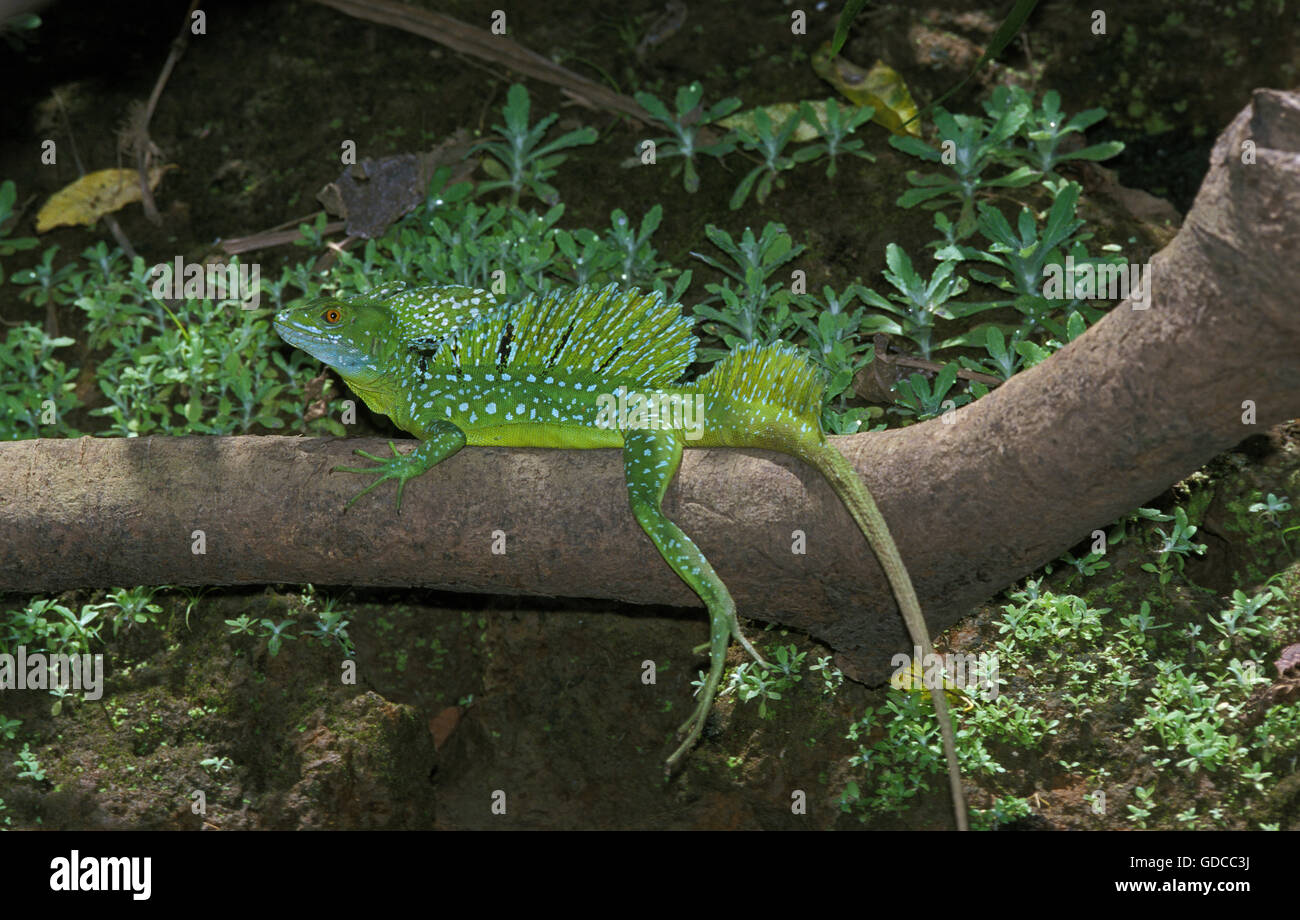 GREEN BASILISK LIZARD OR DOUBLECRESTED BASILISK LIZARD basiliscus plumifrons, ADULT ON BRANCH