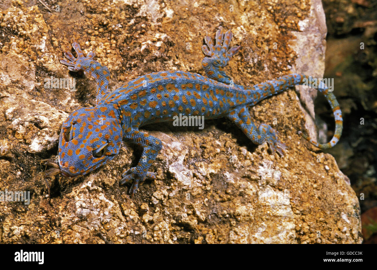 Tokay Gecko, gekko gecko, Adult on Rock, Eating Insect Stock Photo
