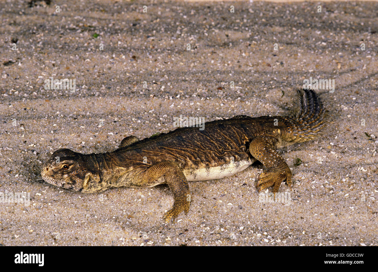 Egyptian Spiny-Tailed Lizard, uromastyx aegyptius, Adult Stock Photo