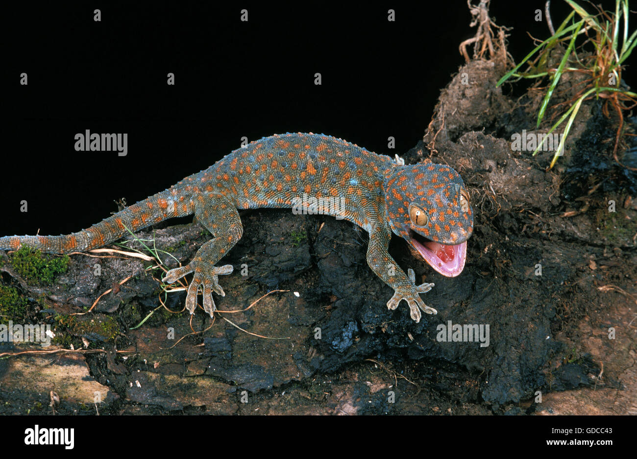 Tokay Gecko, gekko gecko, Adult with Open Mouth, Aggressive Behaviour Stock Photo