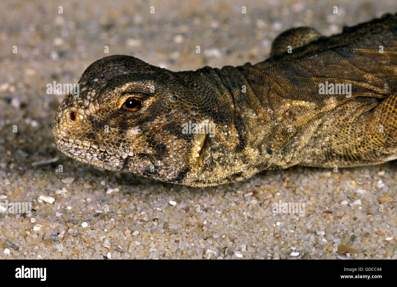 Egyptian Spiny-Tailed Lizard, uromastyx aegyptius, Portrait of Adult Stock Photo