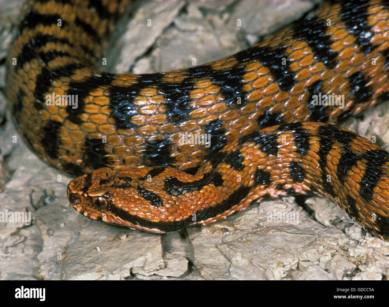 Asp Viper, vipera aspis, Venomous Snake in France Stock Photo