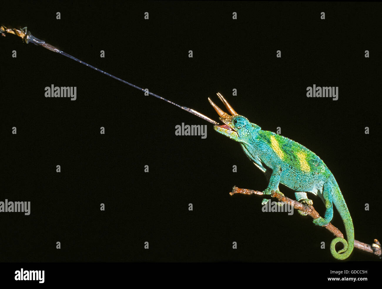 Jackson's Chameleon, chamaeleo jacksoni, Male  striking at an Insect Stock Photo