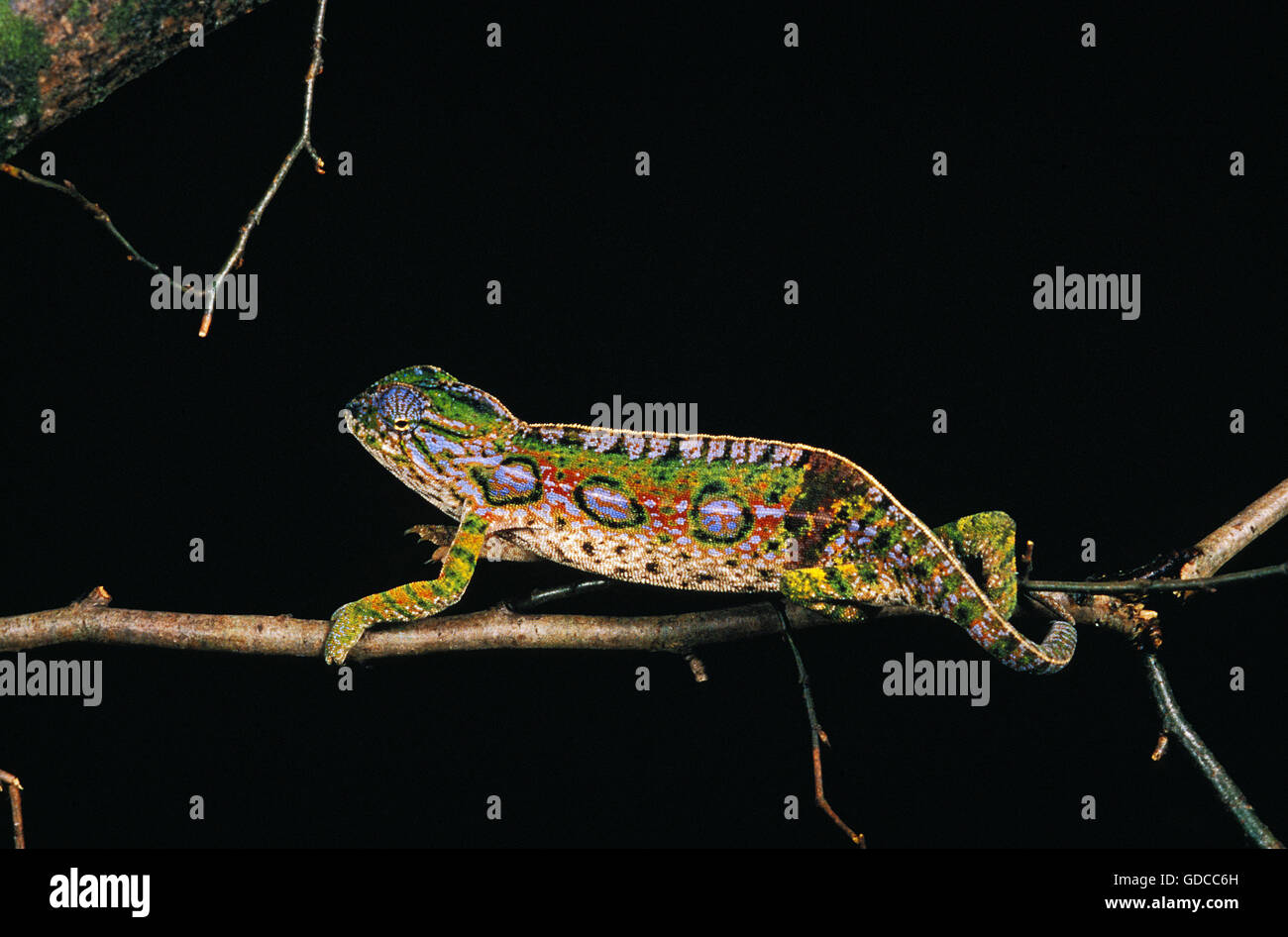 Madagascar Forest Chameleon, furcifer campani, Adult against Black Background Stock Photo