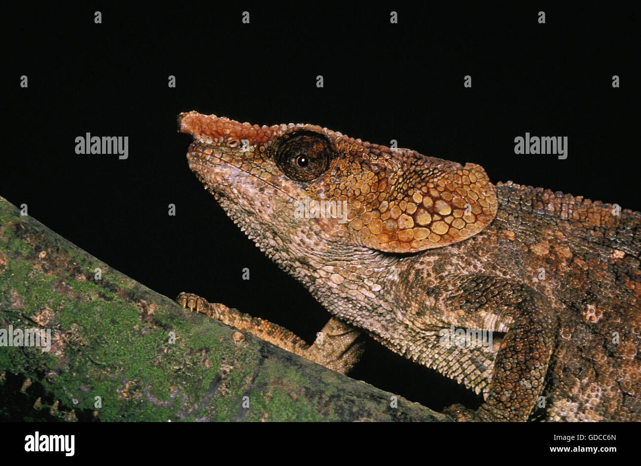 Short-Horned Chameleo, calumma brevicornis, Head of Adult Stock Photo