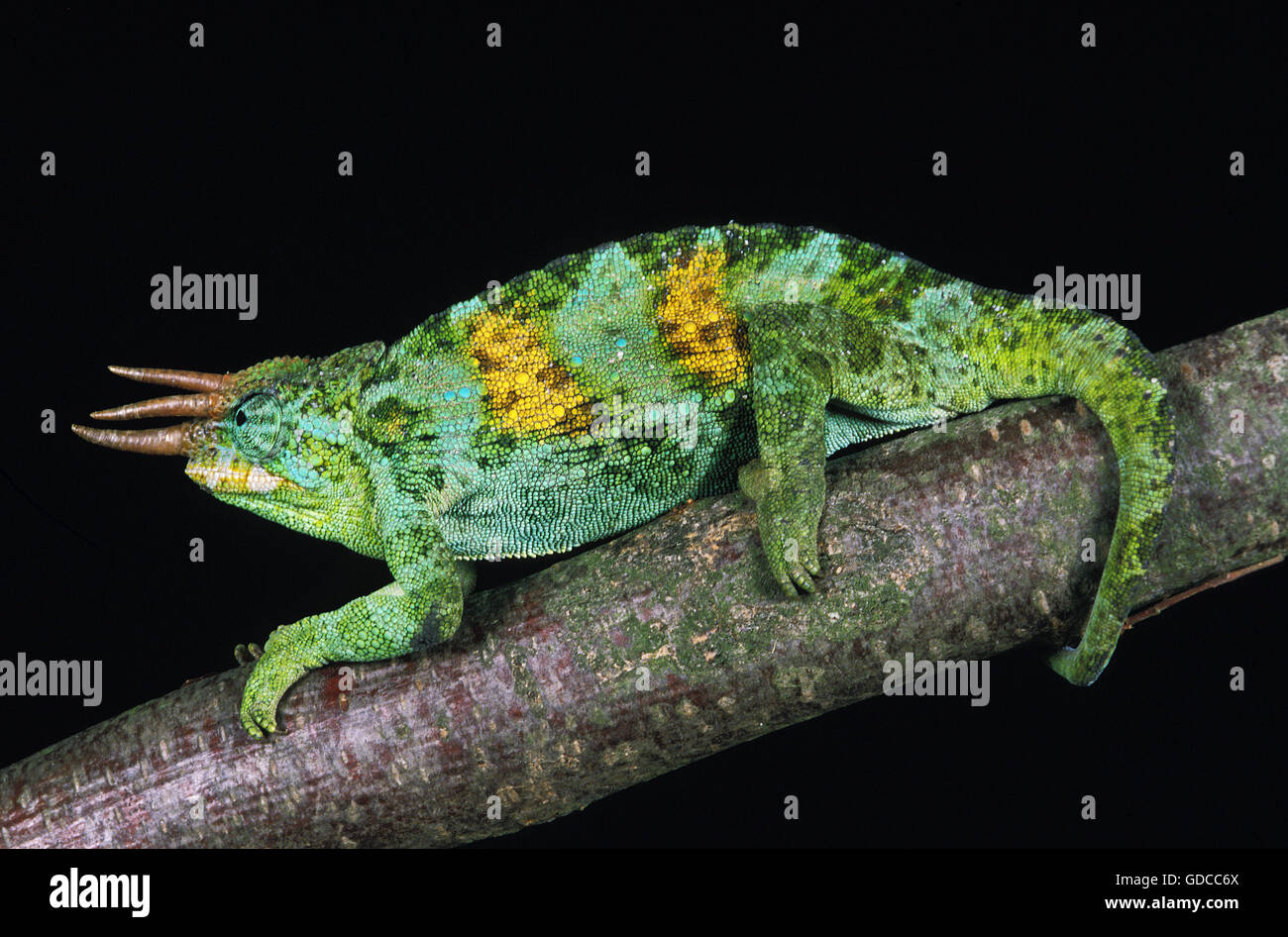 Jackson's Chameleon, chamaeleo jacksoni, Male against Black Background Stock Photo