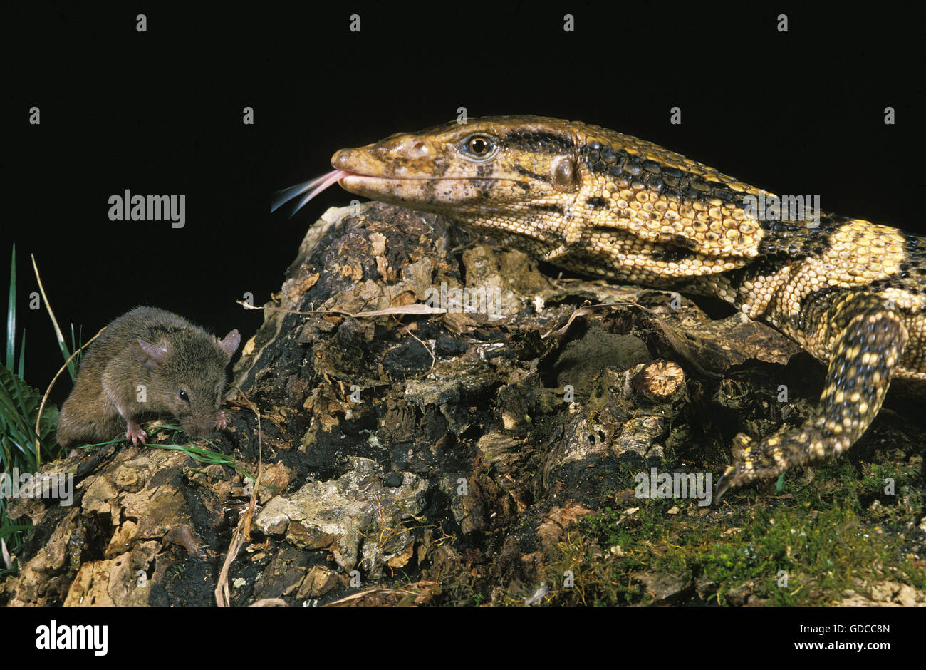 Dumeril's Monitor, varanus dumerilii, Adult with Tongue out, Hunting Mouse Stock Photo