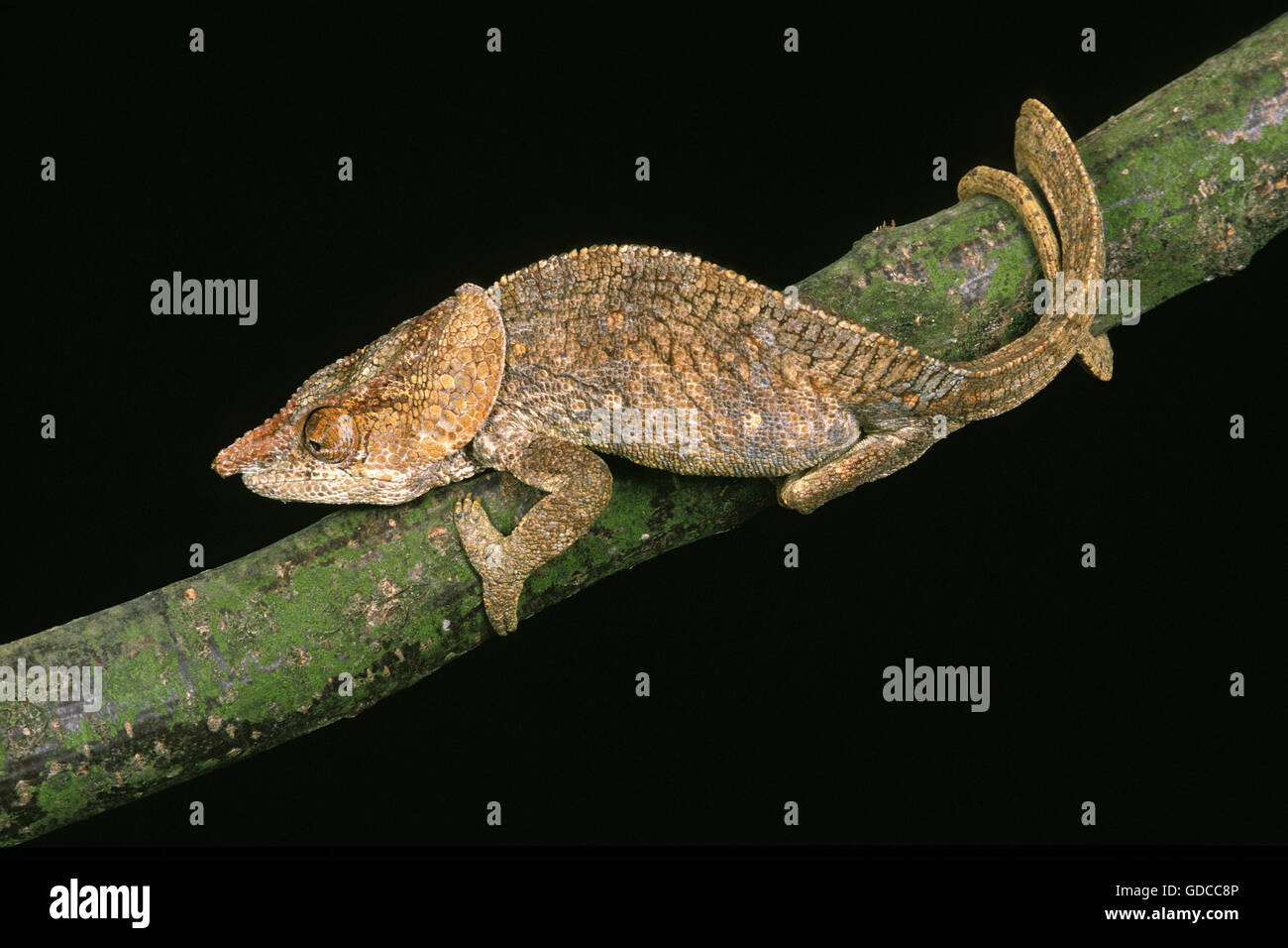 Short-Horned Chameleo, calumma brevicornis, Adult on Branch Stock Photo