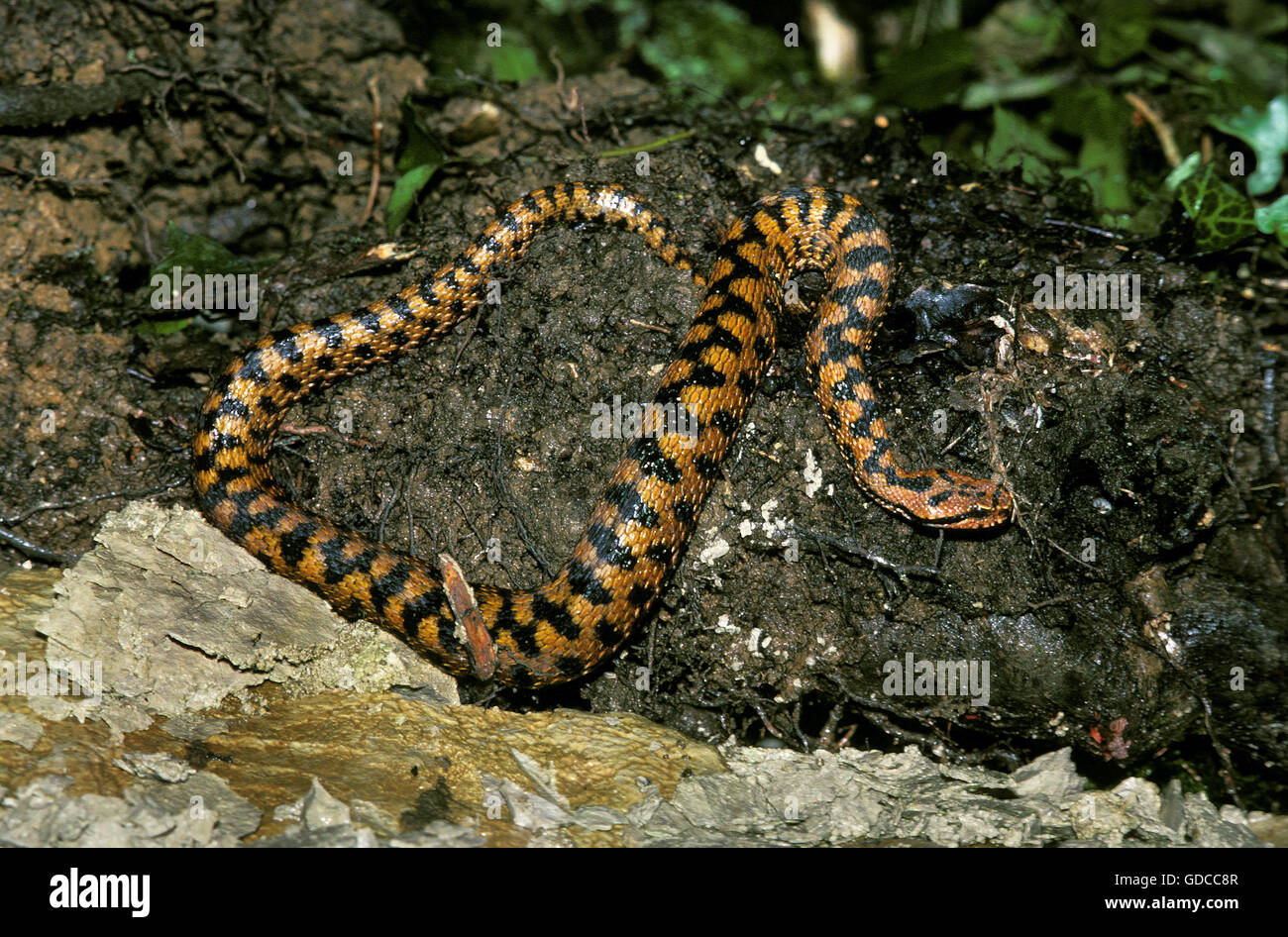 Asp Viper, vipera aspis, Adult, Venomous Snake in France Stock Photo