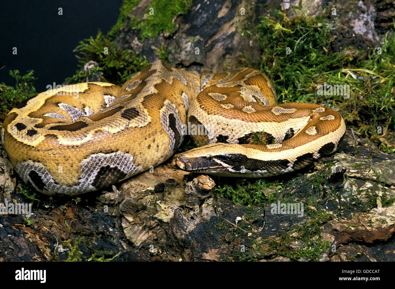 Short Tailed Python High Resolution Stock Photography and Images - Alamy