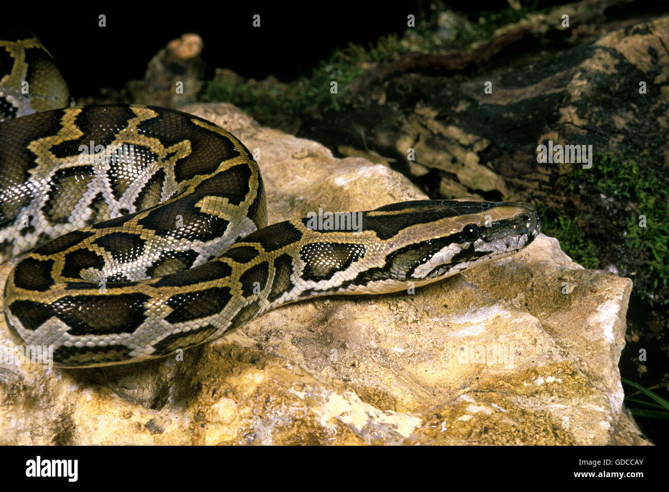 Small python hi-res stock photography and images - Alamy