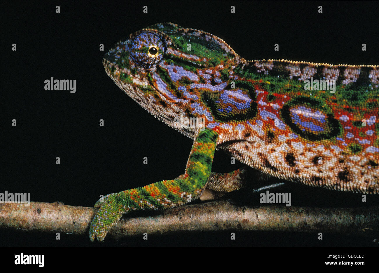 Madagascar Forest Chameleon, furcifer campani, Beautifull Colors against Black Background Stock Photo