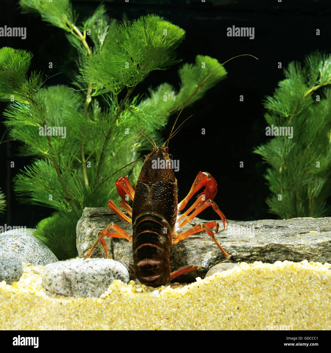 Louisiana Crayfish, procambarus clarkii Stock Photo