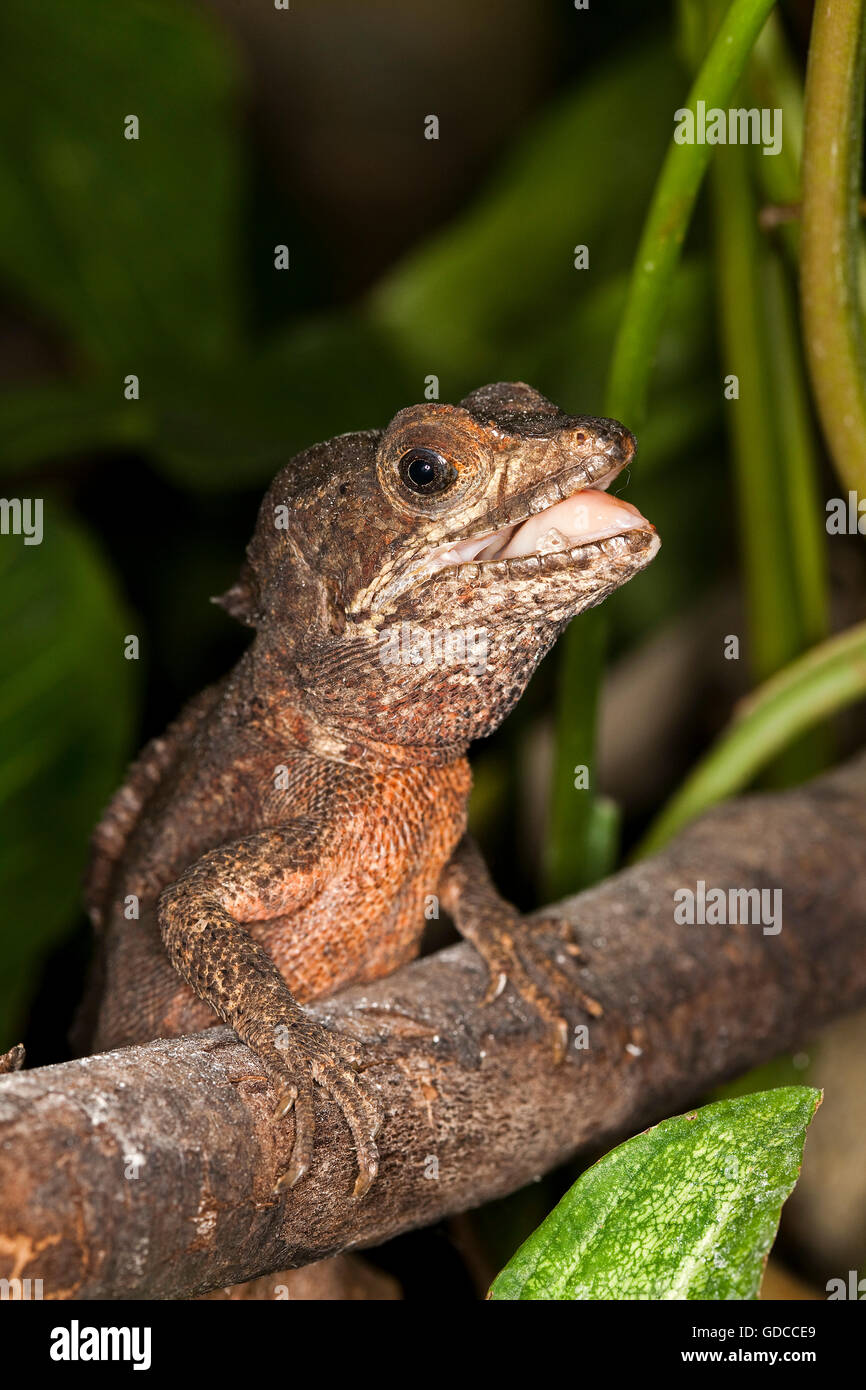 BROWN BASILISK LIZARD basiliscus vittatus, ADULT ON BRANCH Stock Photo