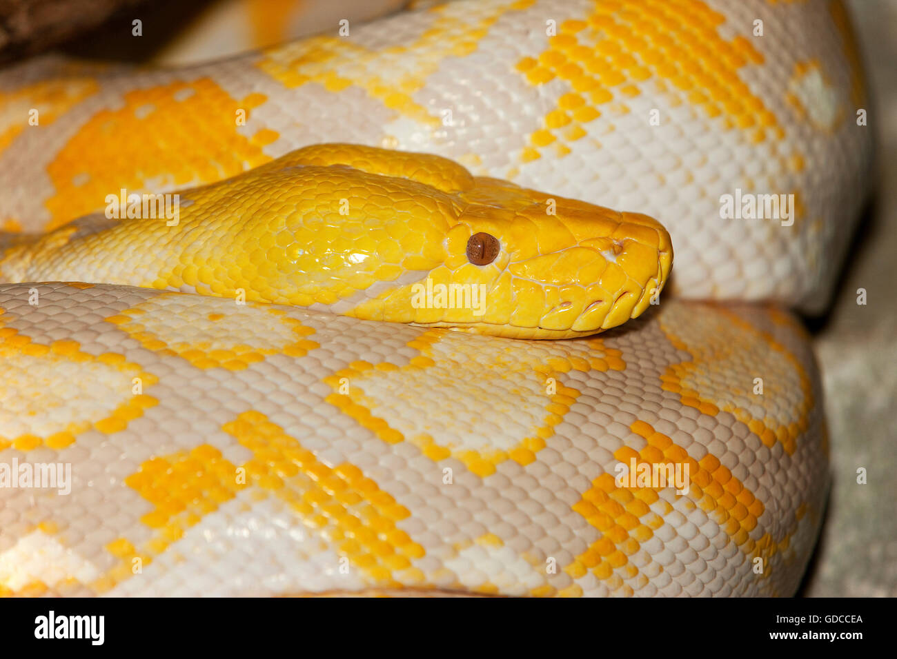 ALBINO RETICULATED PYTHON python reticulatus Stock Photo
