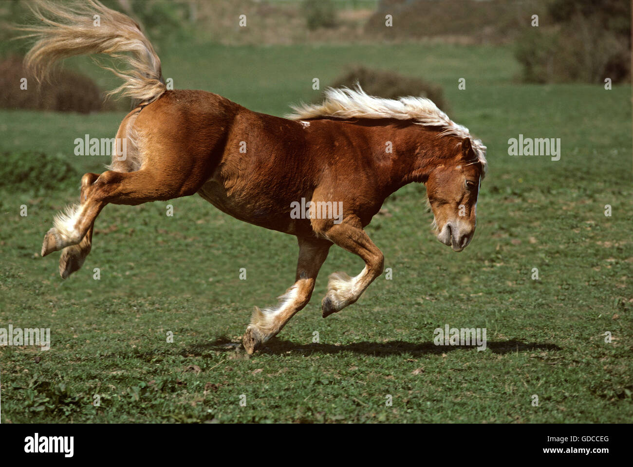 HAFLINGER PONY, ADULT KICKING Stock Photo