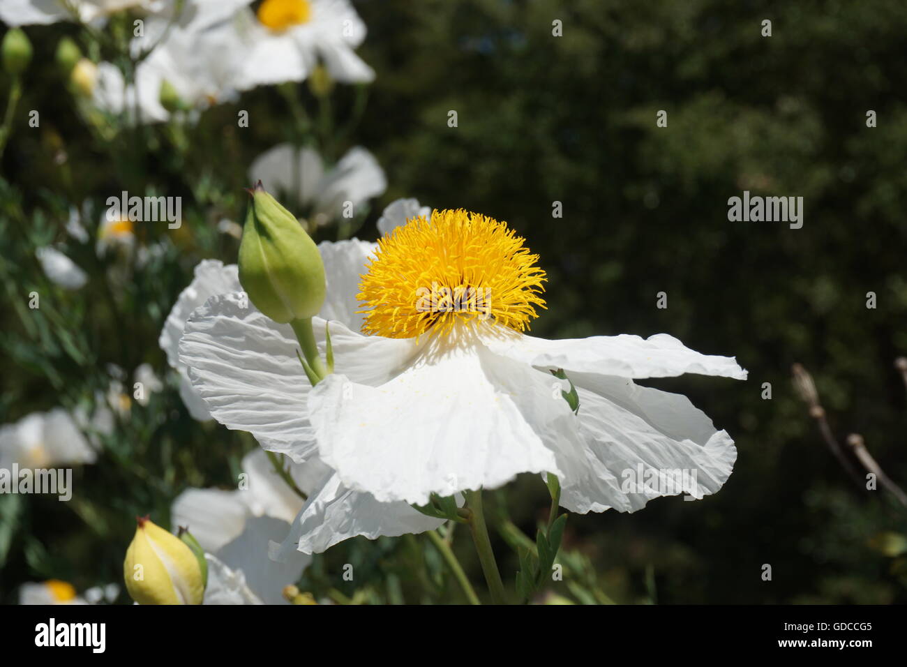 Matilija poppy flower, California Stock Photo
