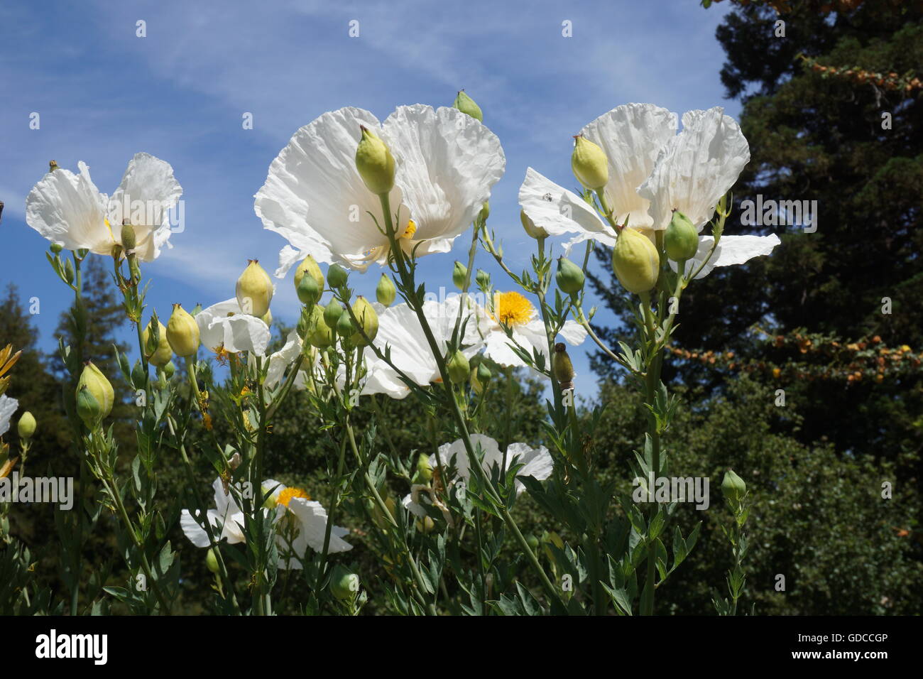 Matilija poppy flowers, California Stock Photo