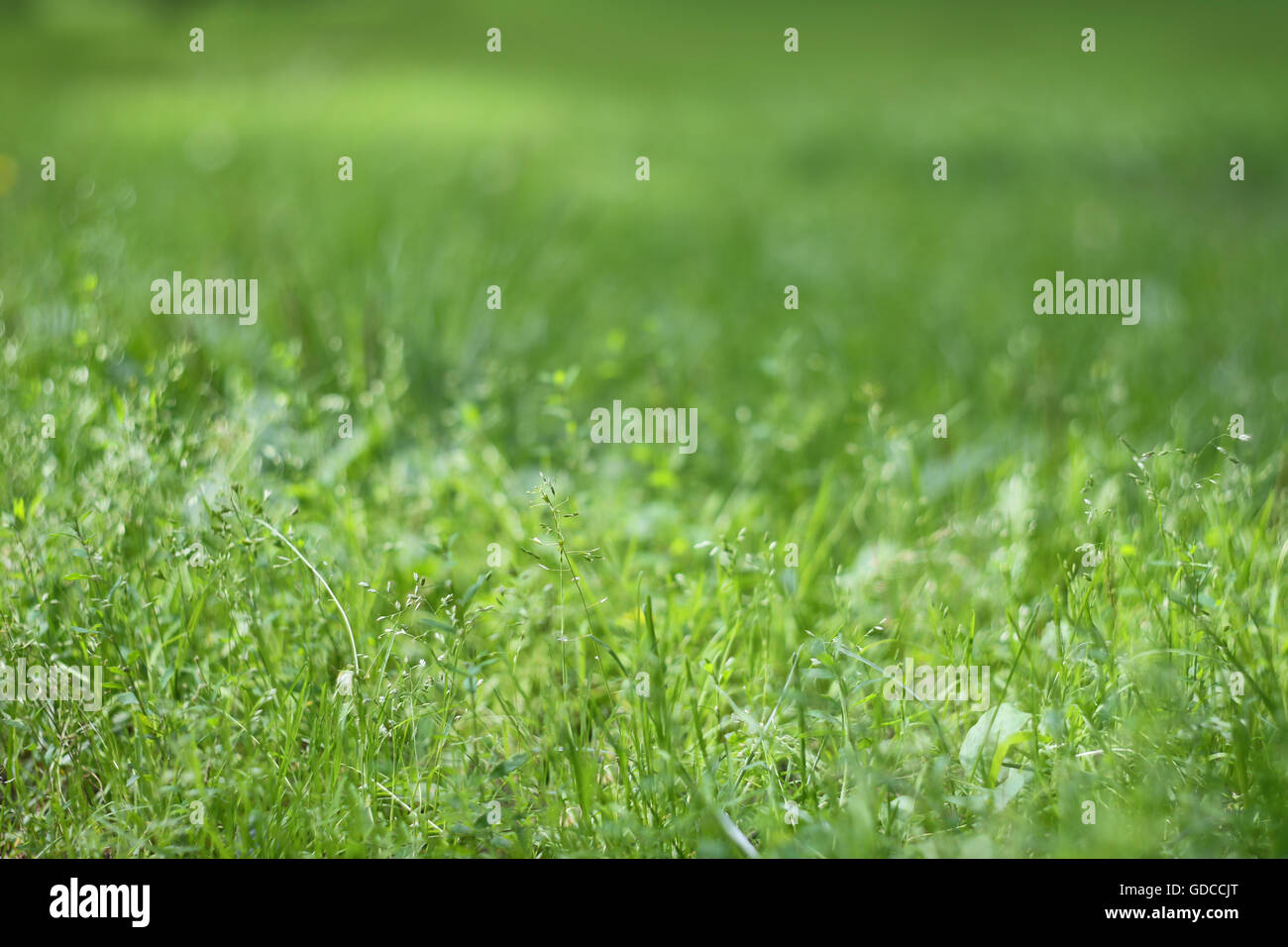 Natural green wild grass hi-res stock photography and images - Alamy