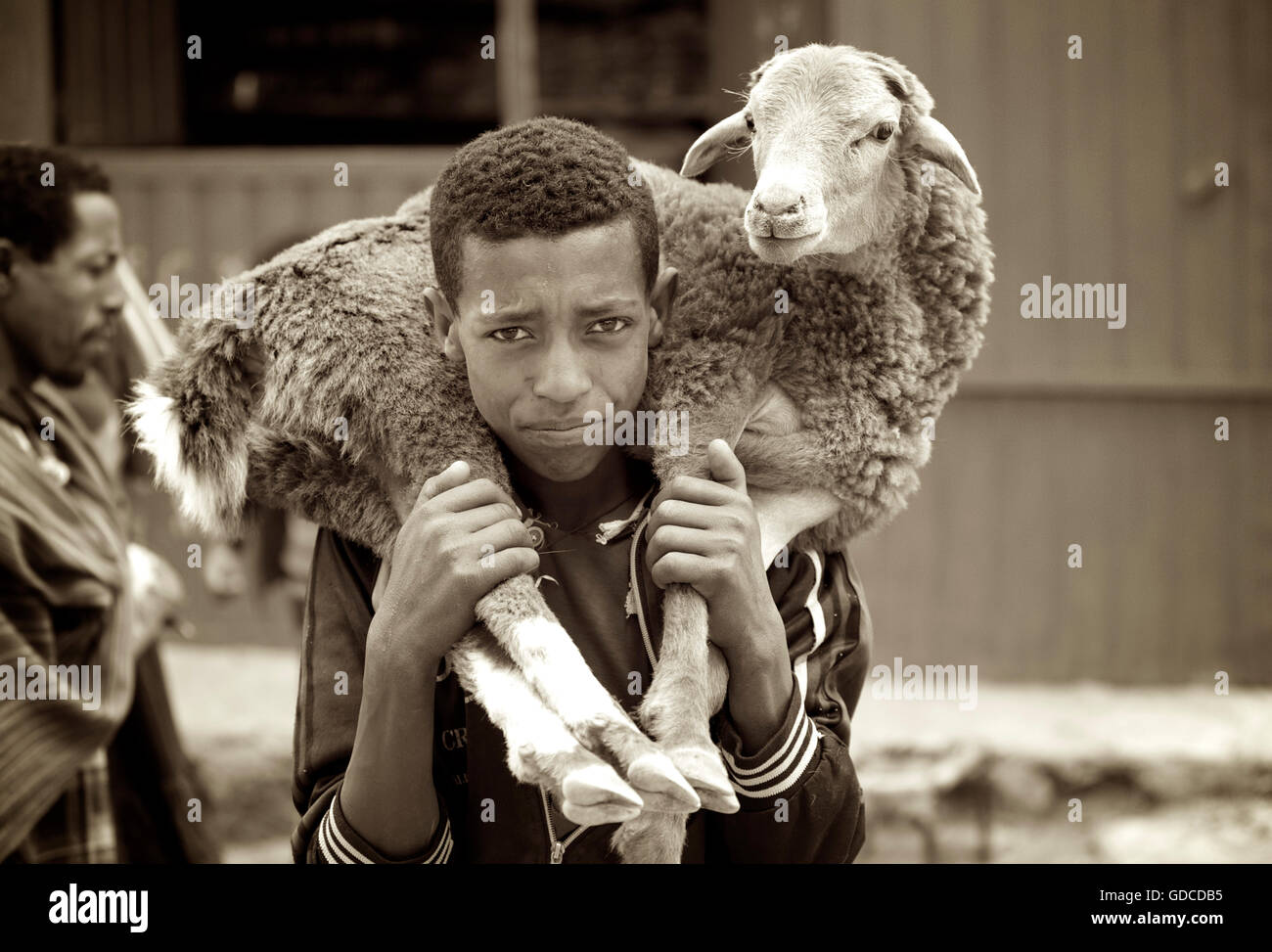 Ethiopian boy carrying goat from market, Debark, Amhara Region Stock Photo