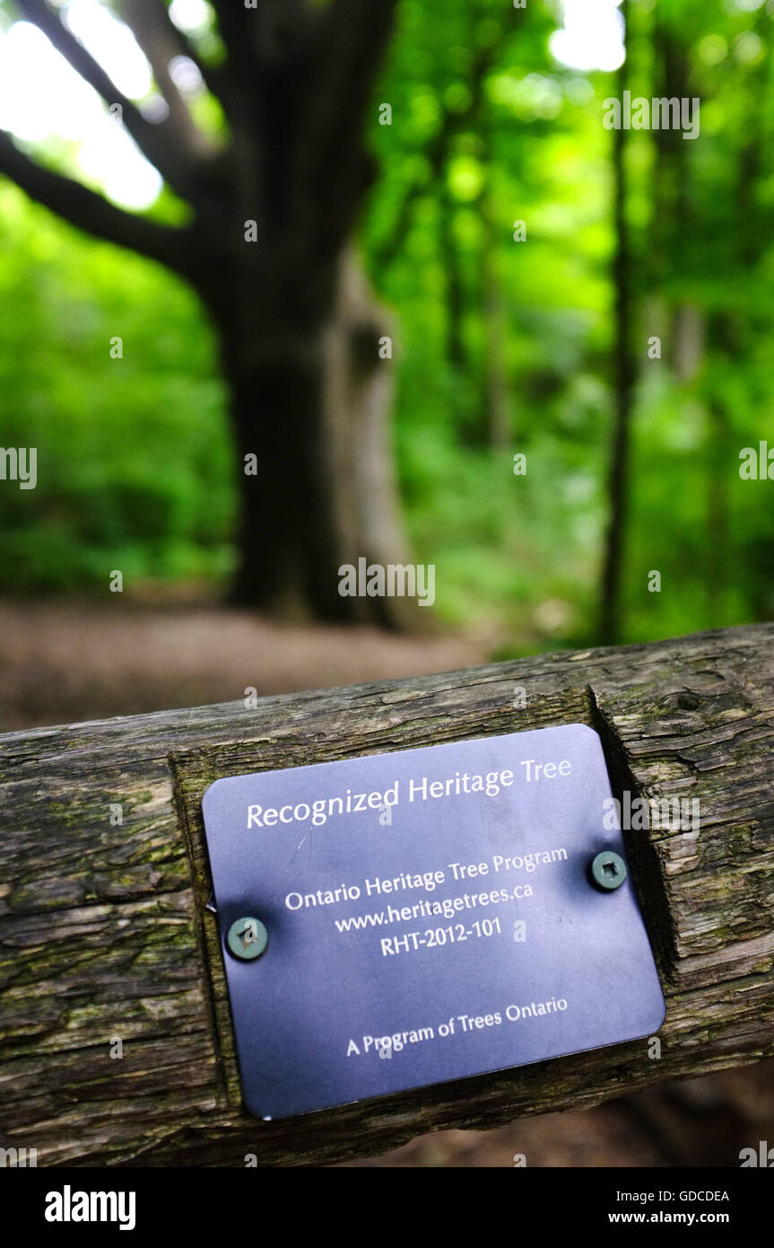 A plaque indicating a Recognized Heritage Tree inside a park in the