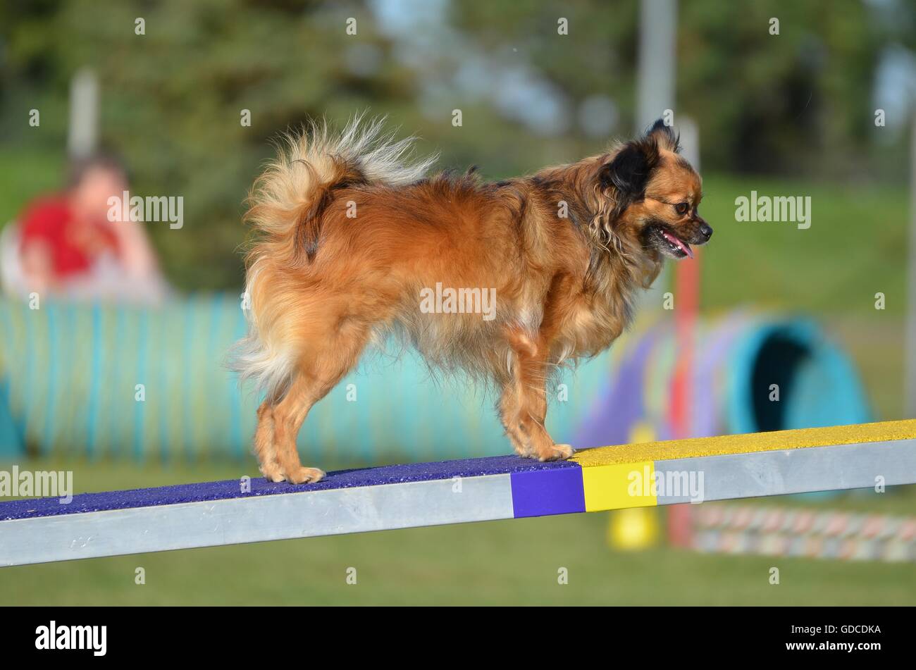 Long Coat Chihuahua on a Teeter-Totter at a Dog Agility Trial Stock Photo