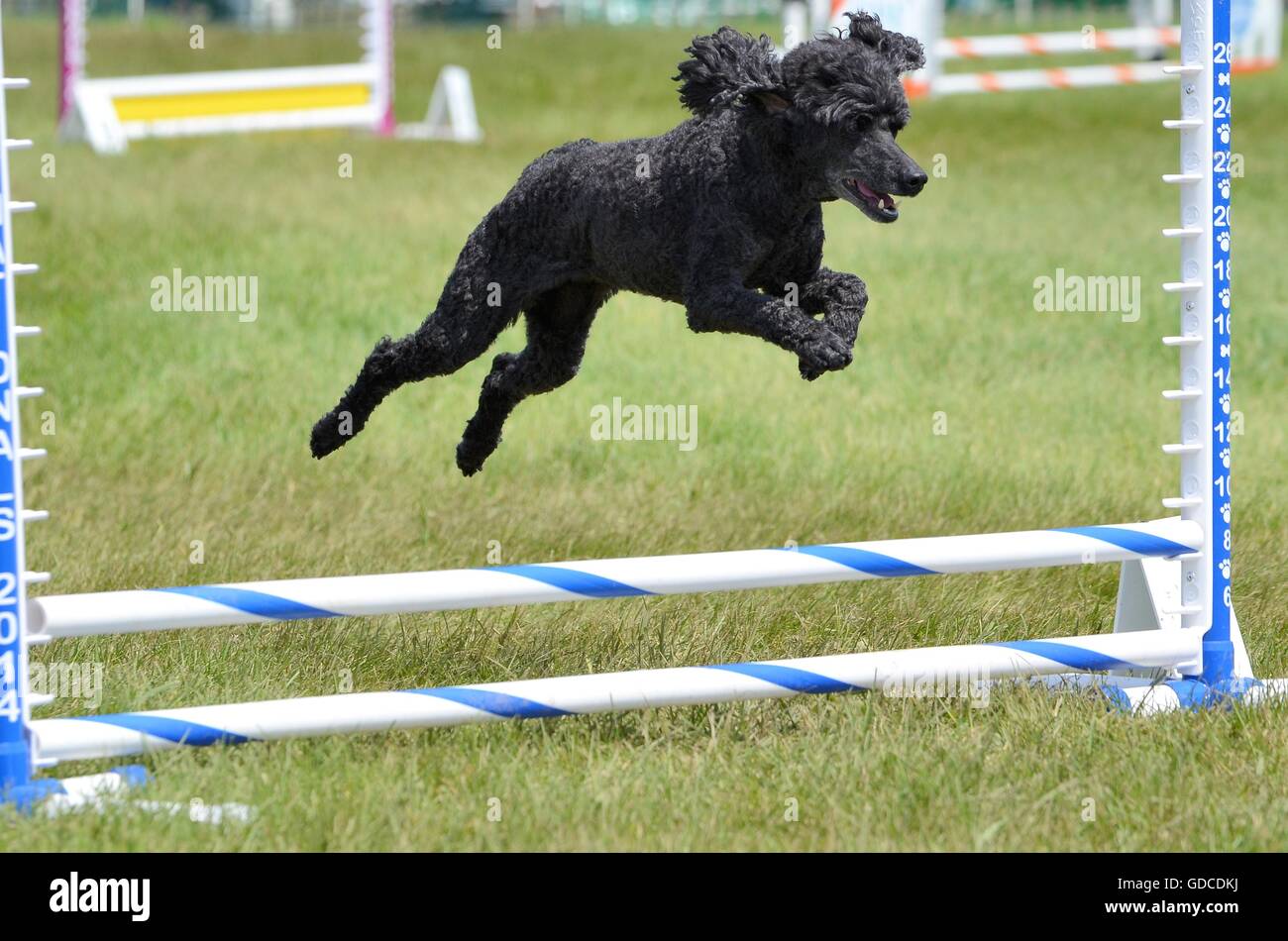 Black Miniature Poodle Running Leaping Over a Jump at an Agility Trial Stock Photo