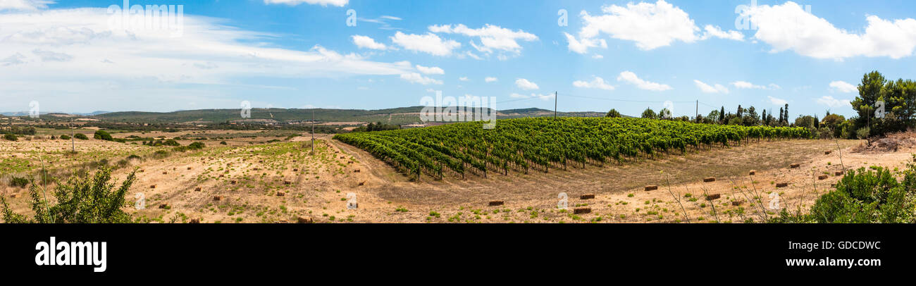 Vineyard in a sunny day of summer in sardinia Stock Photo